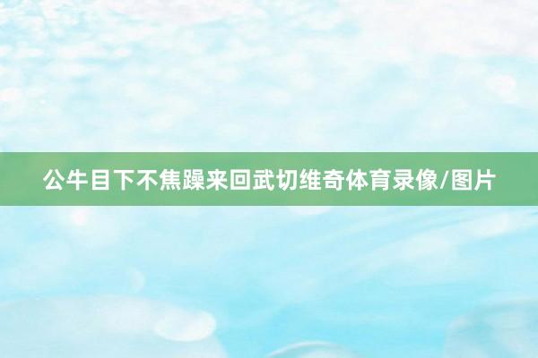 公牛目下不焦躁来回武切维奇体育录像/图片